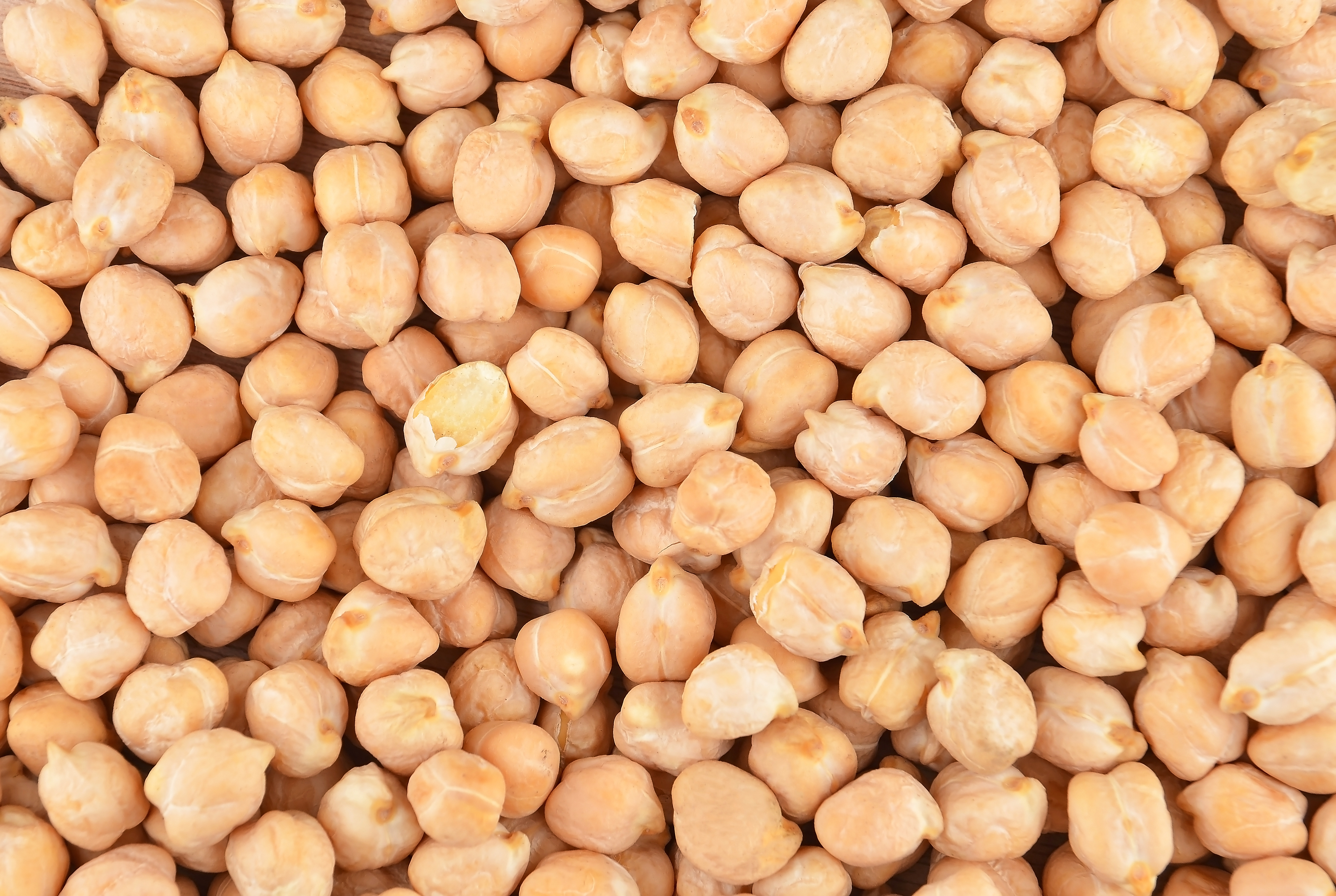 Chickpea