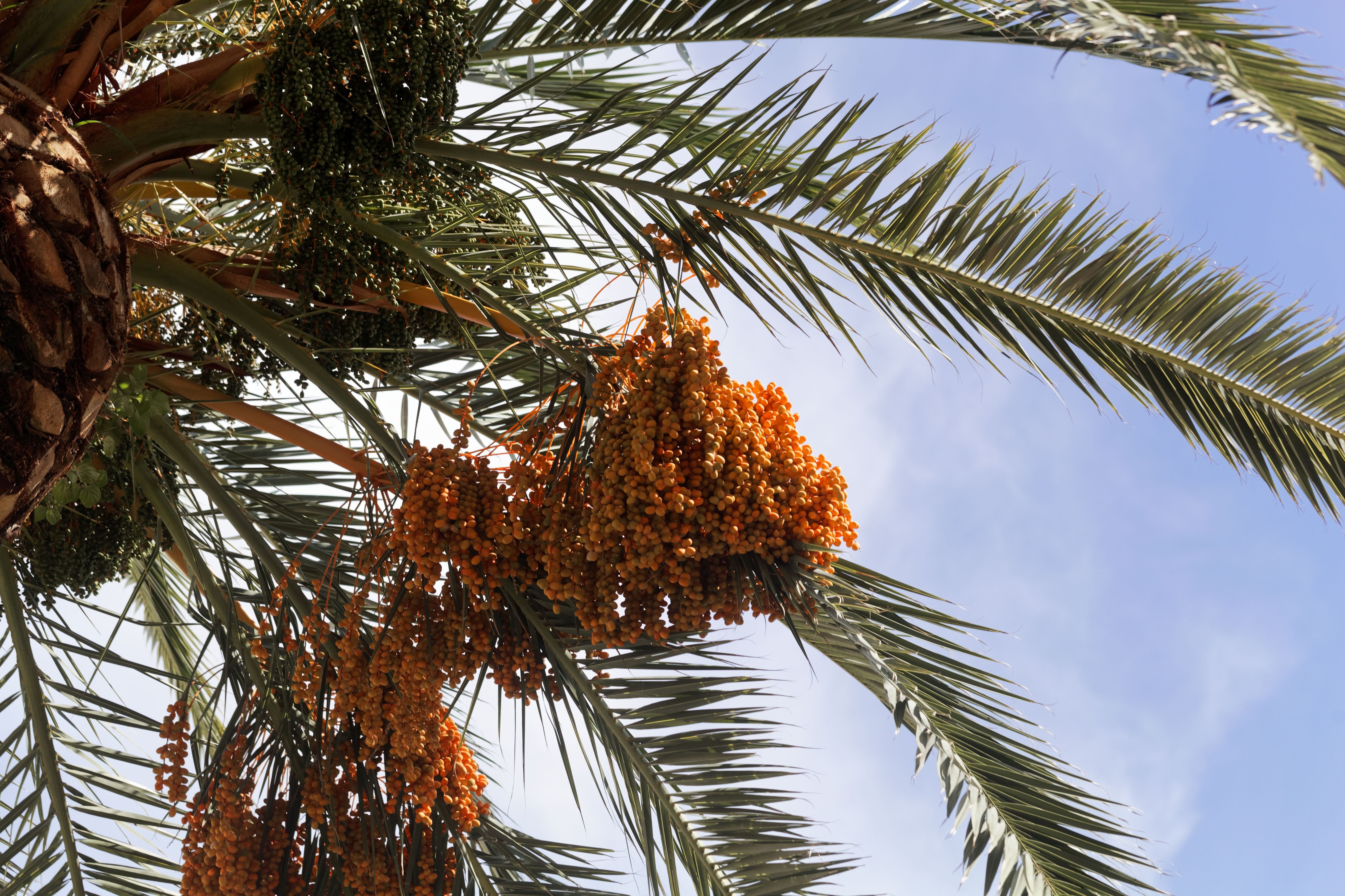 DatePalm