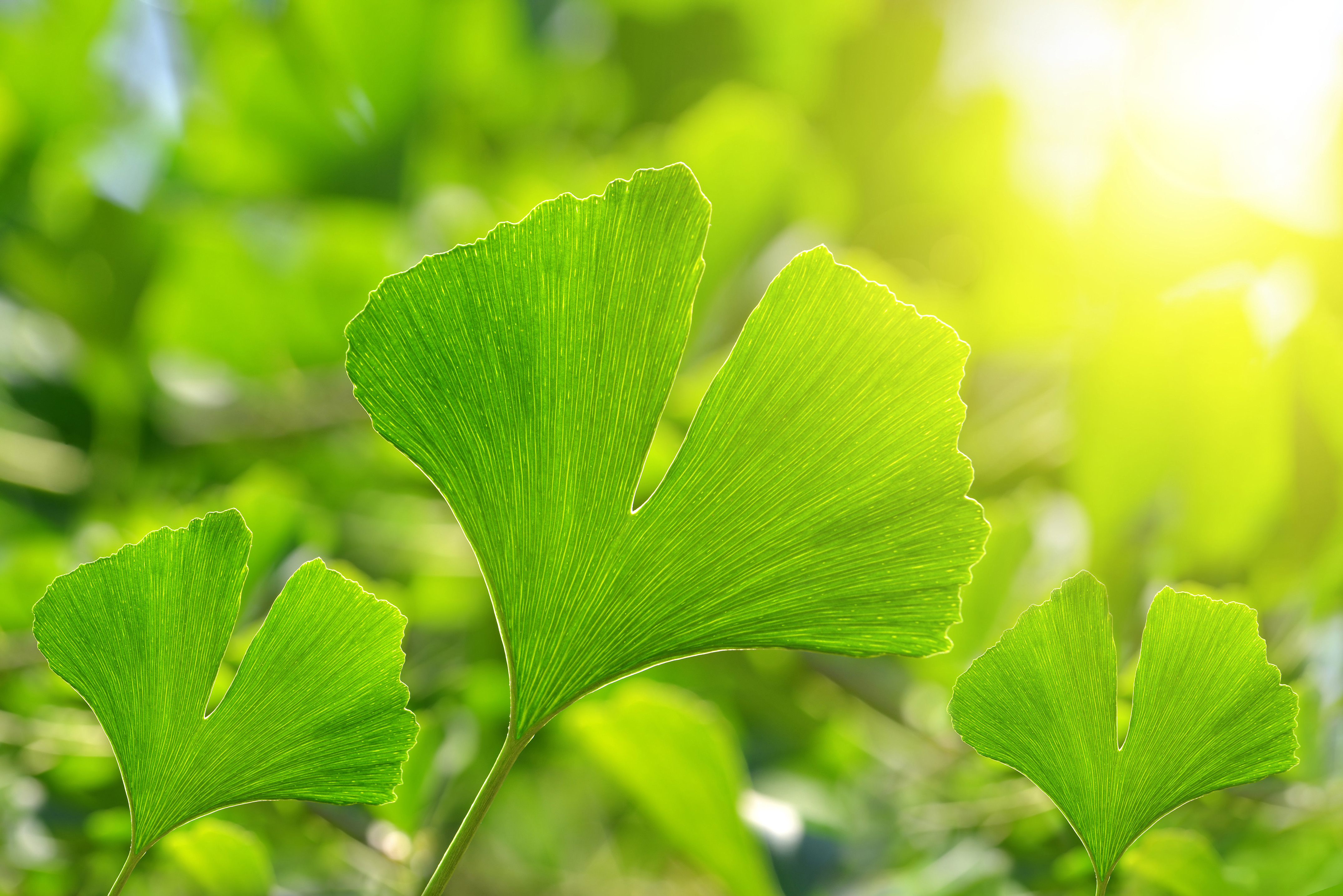 Ginkgo