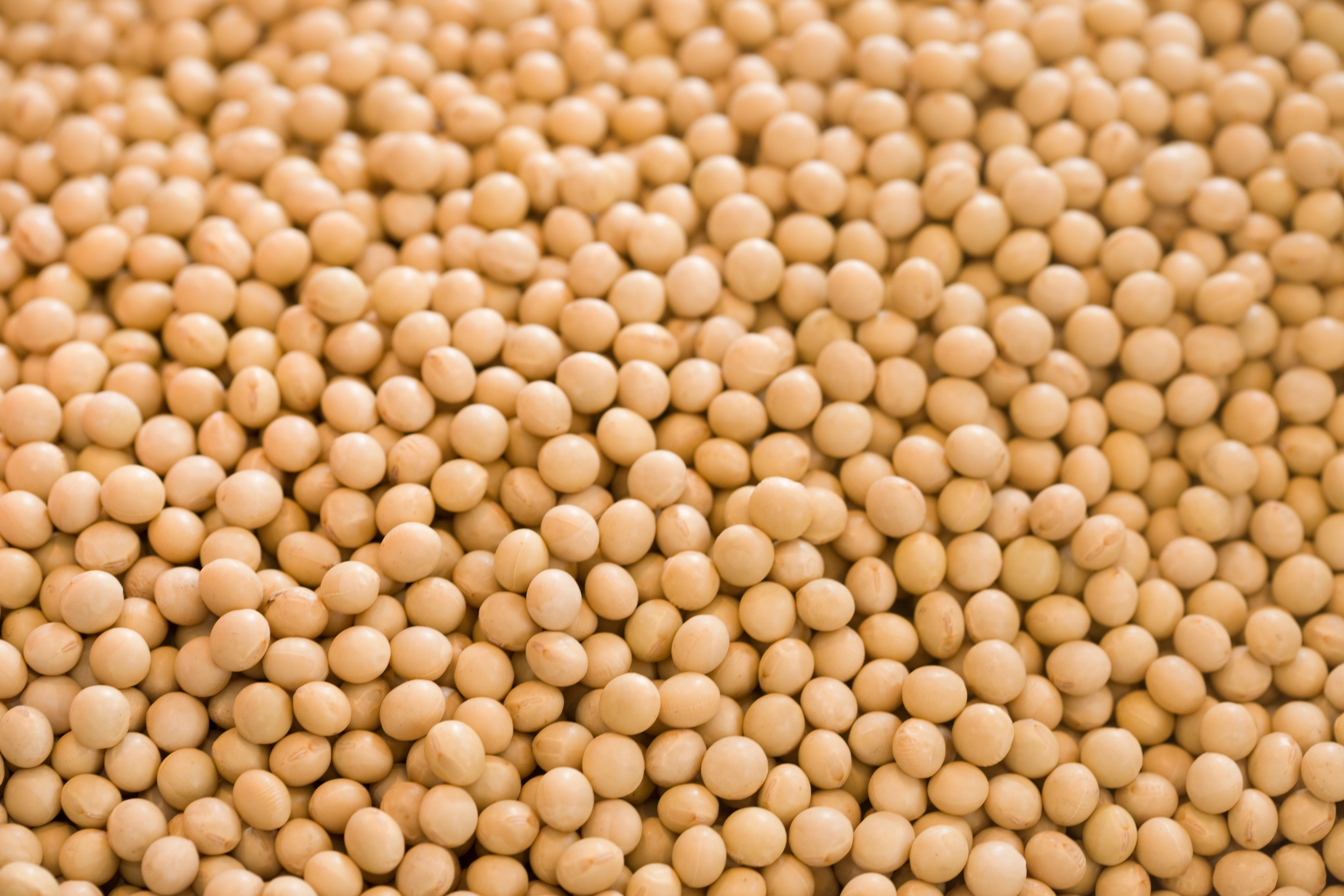 Soy