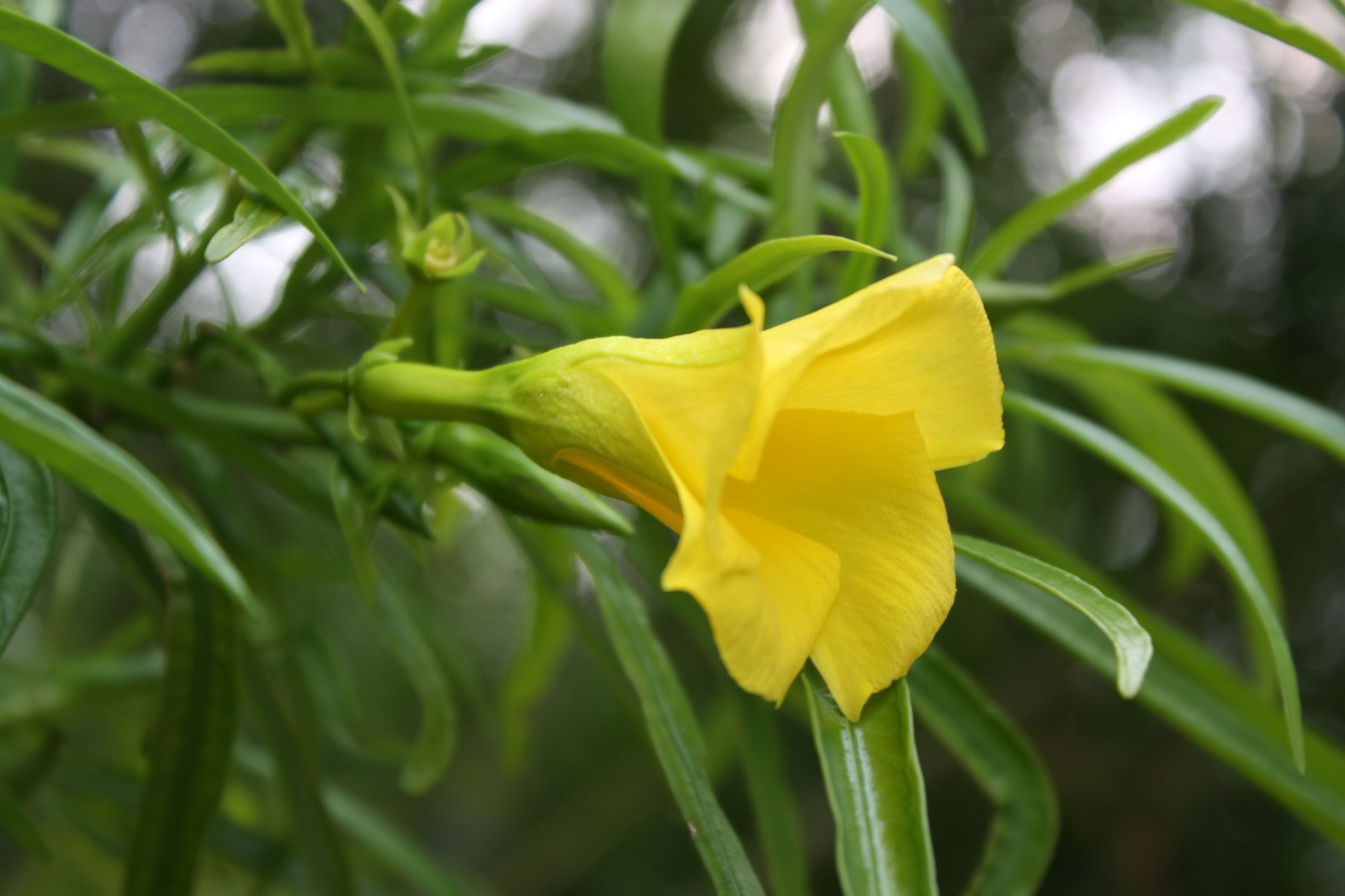 Yellow oleander