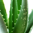 Aloe